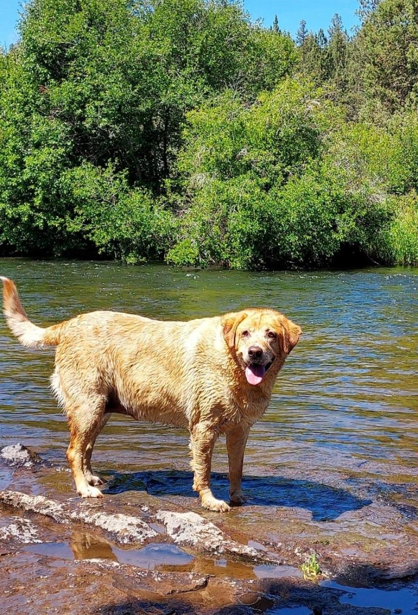 Abbey, an adoptable Golden Retriever, Black Labrador Retriever in Powell Butte, OR, 97753 | Photo Image 1