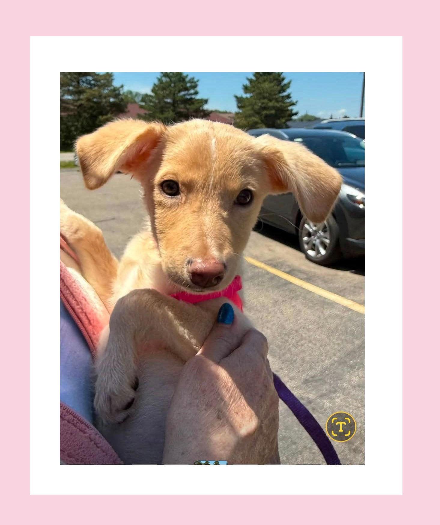 Enlarge Peanut, a ADOPTABLE mixed breed in Lake Geneva, WI image 1/1