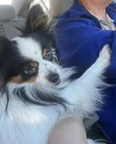 Enlarge Kacey, an adopted Papillon in Matthews, NC image 1/3