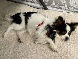 Enlarge Kacey, an adopted Papillon in Matthews, NC image 3/3