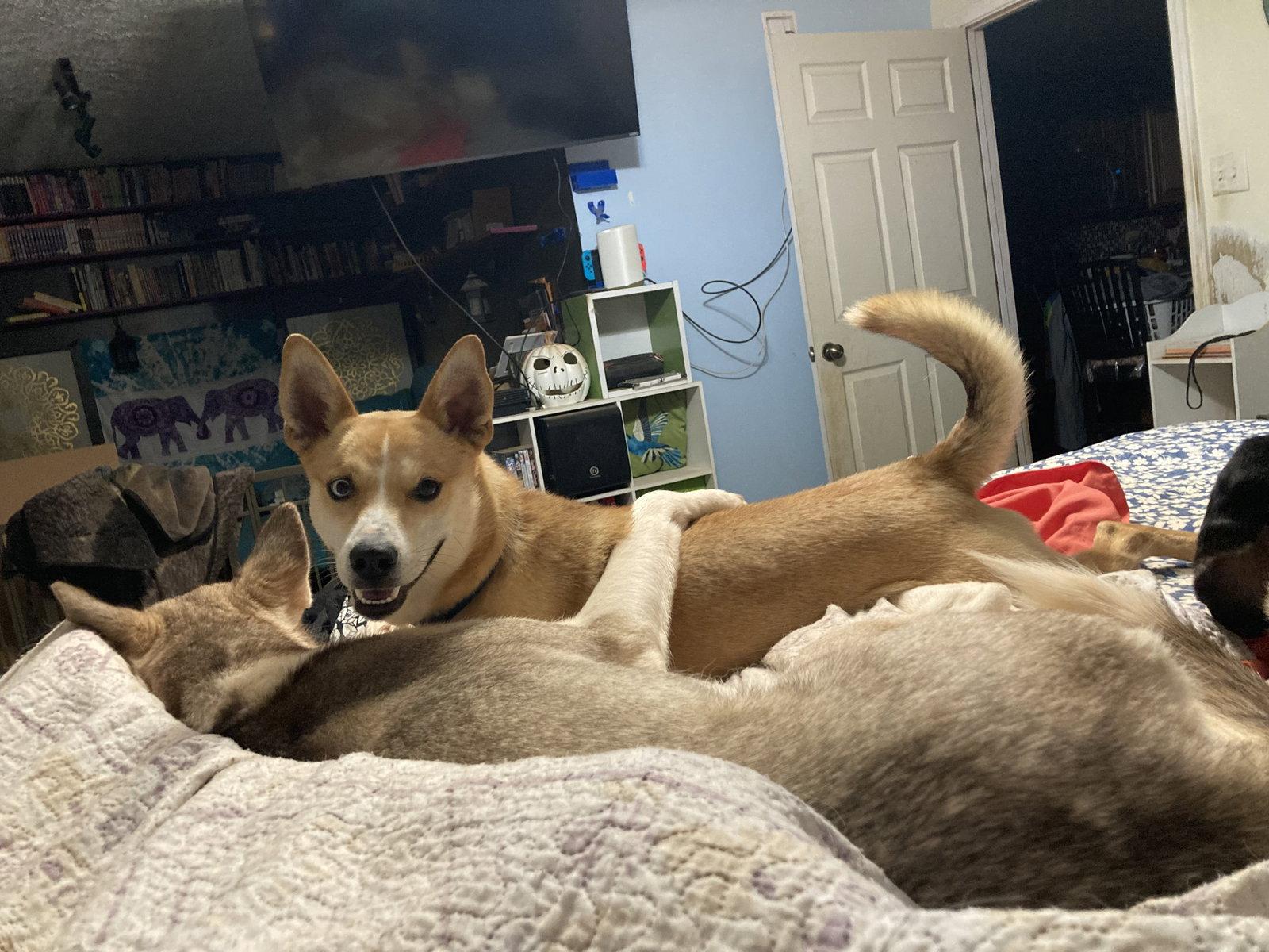 Huey, Adoptable, Adult Male Shiba Inu & Chihuahua.