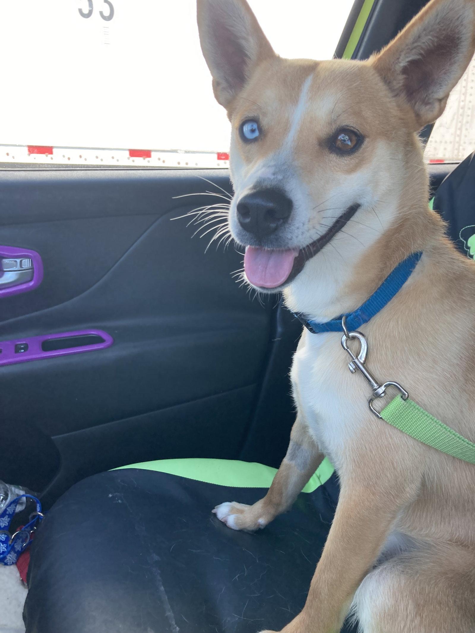 Huey, a Adoptable mixed breed in Chatham, VA image 2/3