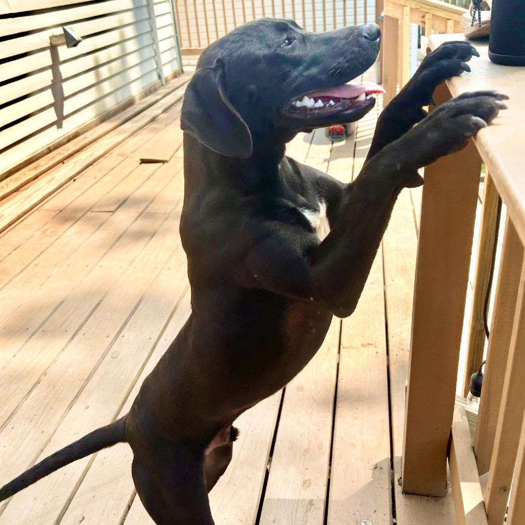 Jett (Reduced Rover)