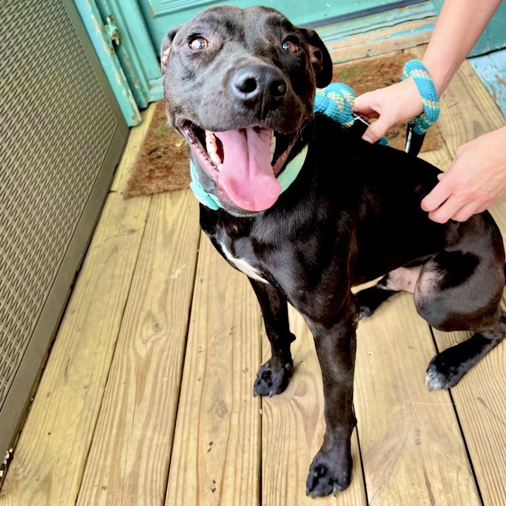 Jett (Reduced Rover) — thumbnail 2