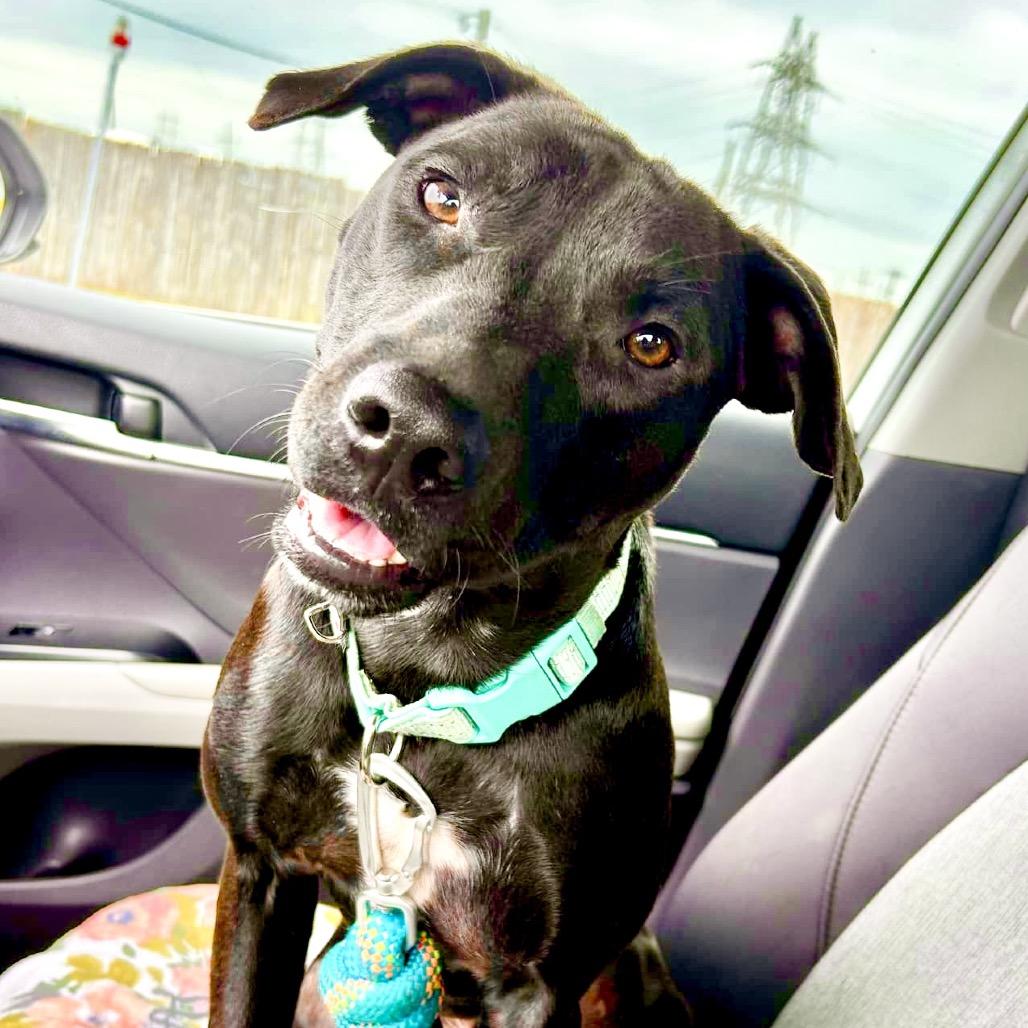 Jett (Reduced Rover) — thumbnail 3