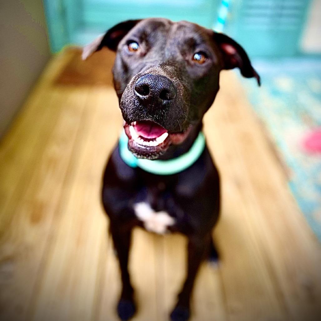 Jett (Reduced Rover) — thumbnail 4