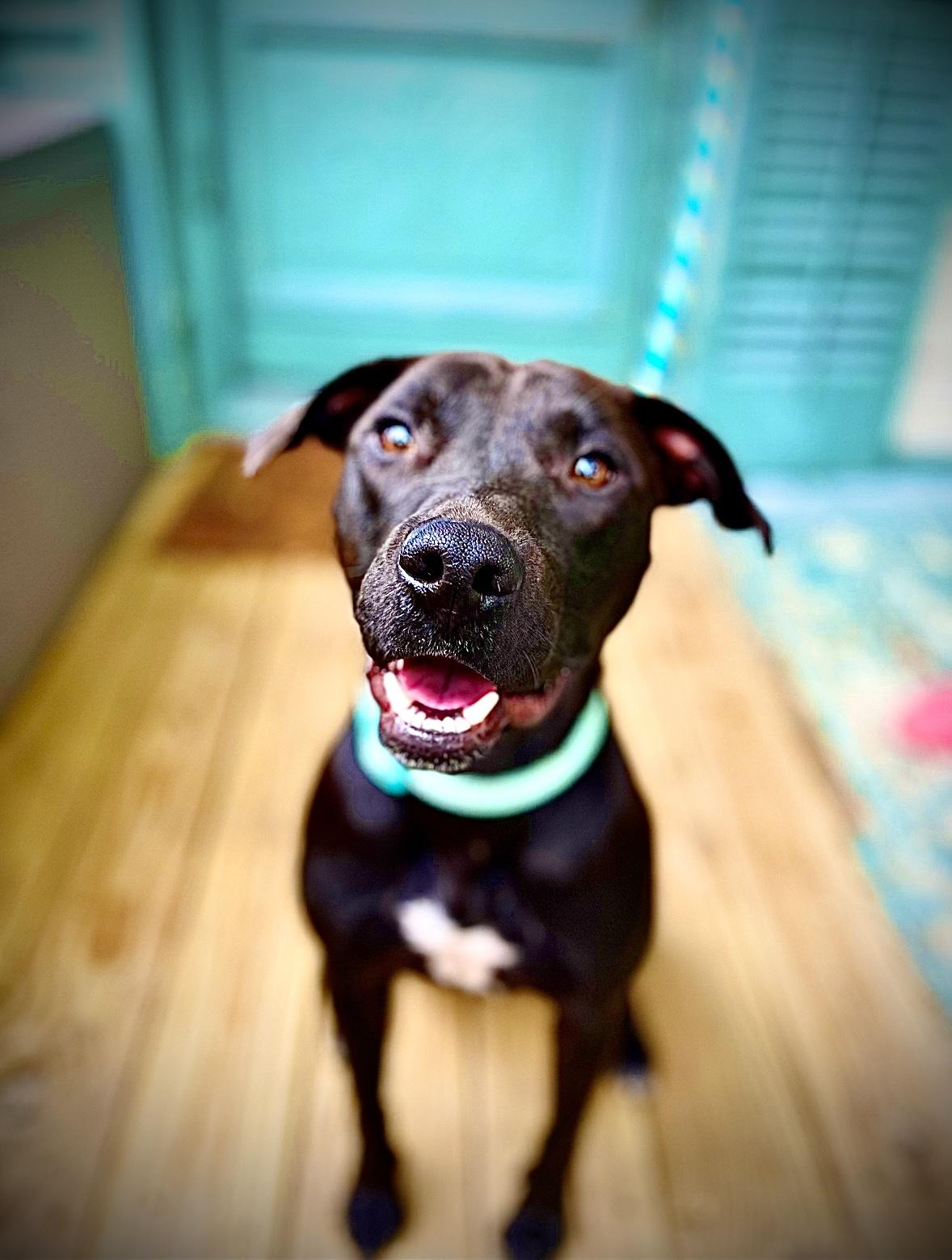 Meet Jett-a charming lovable 15-year-old 45 lb Lab mix on the hunt for his forever home Jett is 