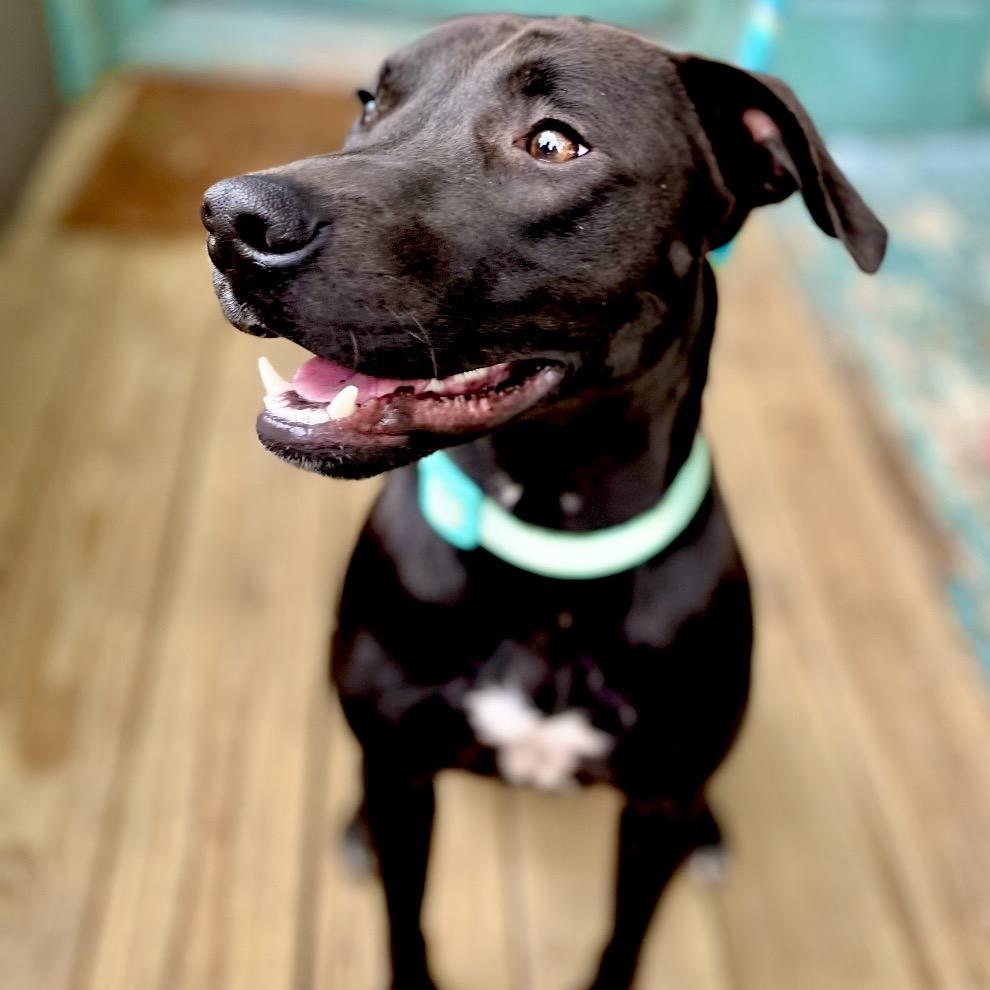 Jett (Reduced Rover) — thumbnail 5