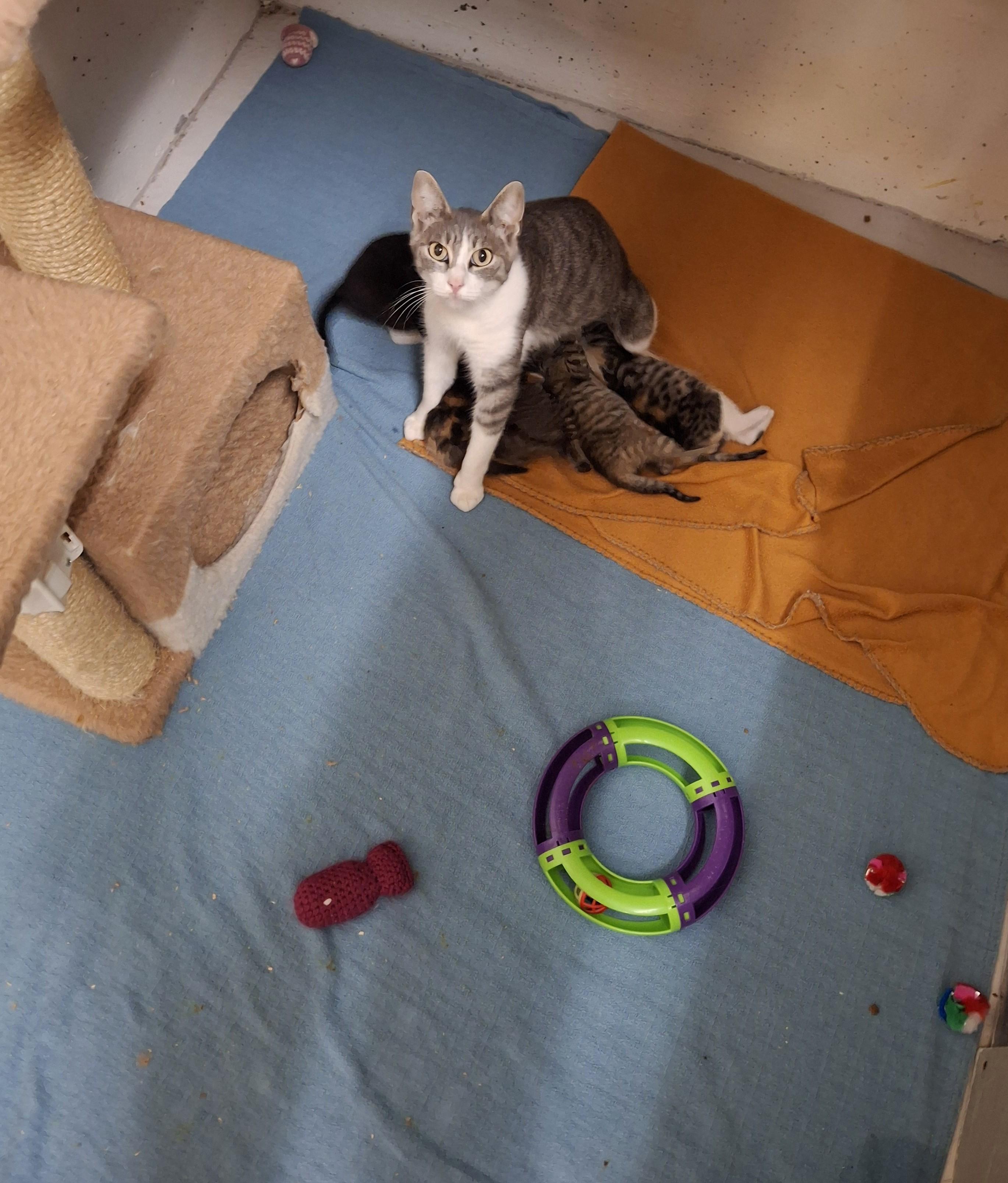 Enlarge Fresca, a Adoptable Domestic Short Hair in Victoria, BC image 2/3