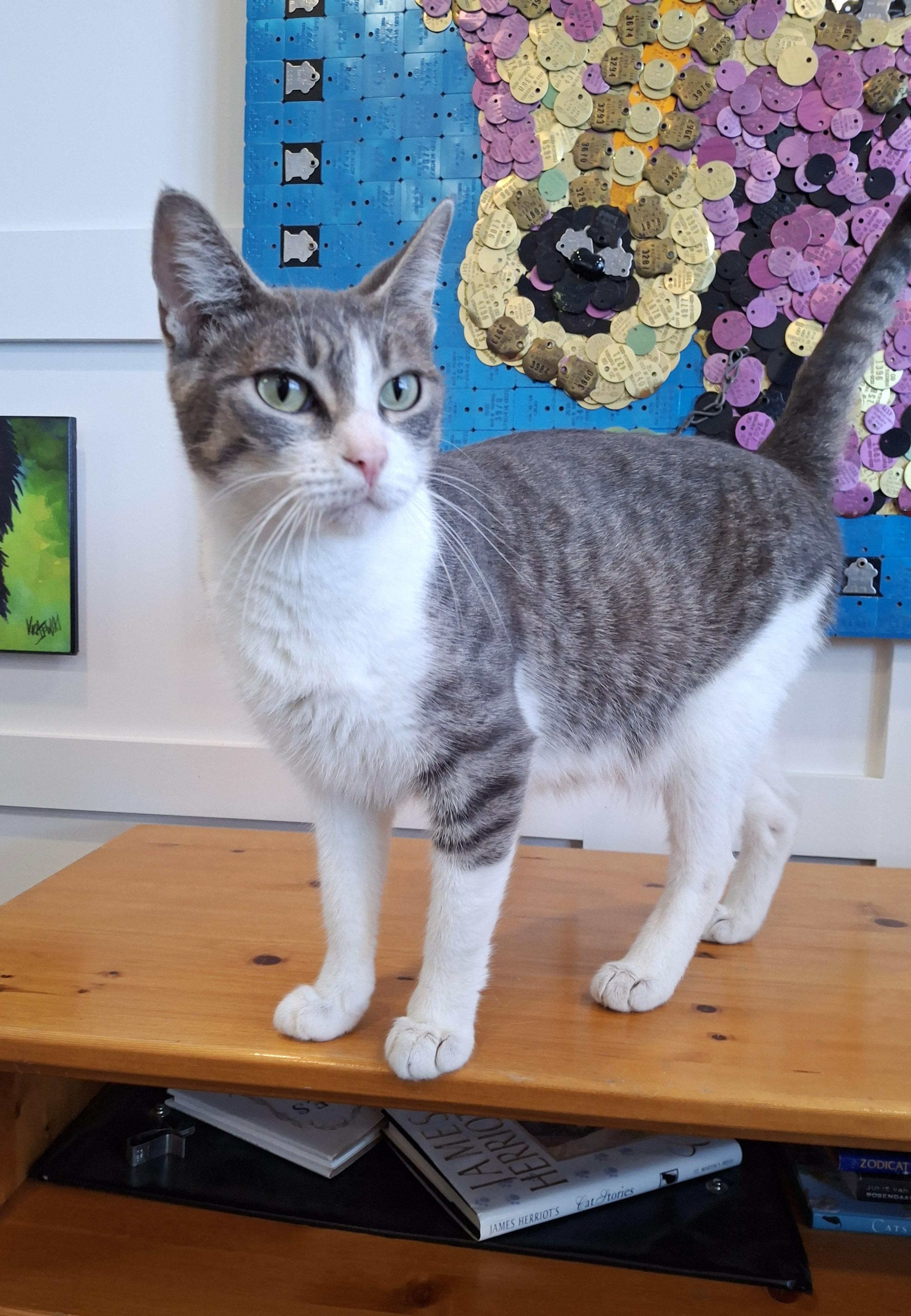 Fresca, Adoptable, Adult Female Domestic Short Hair.