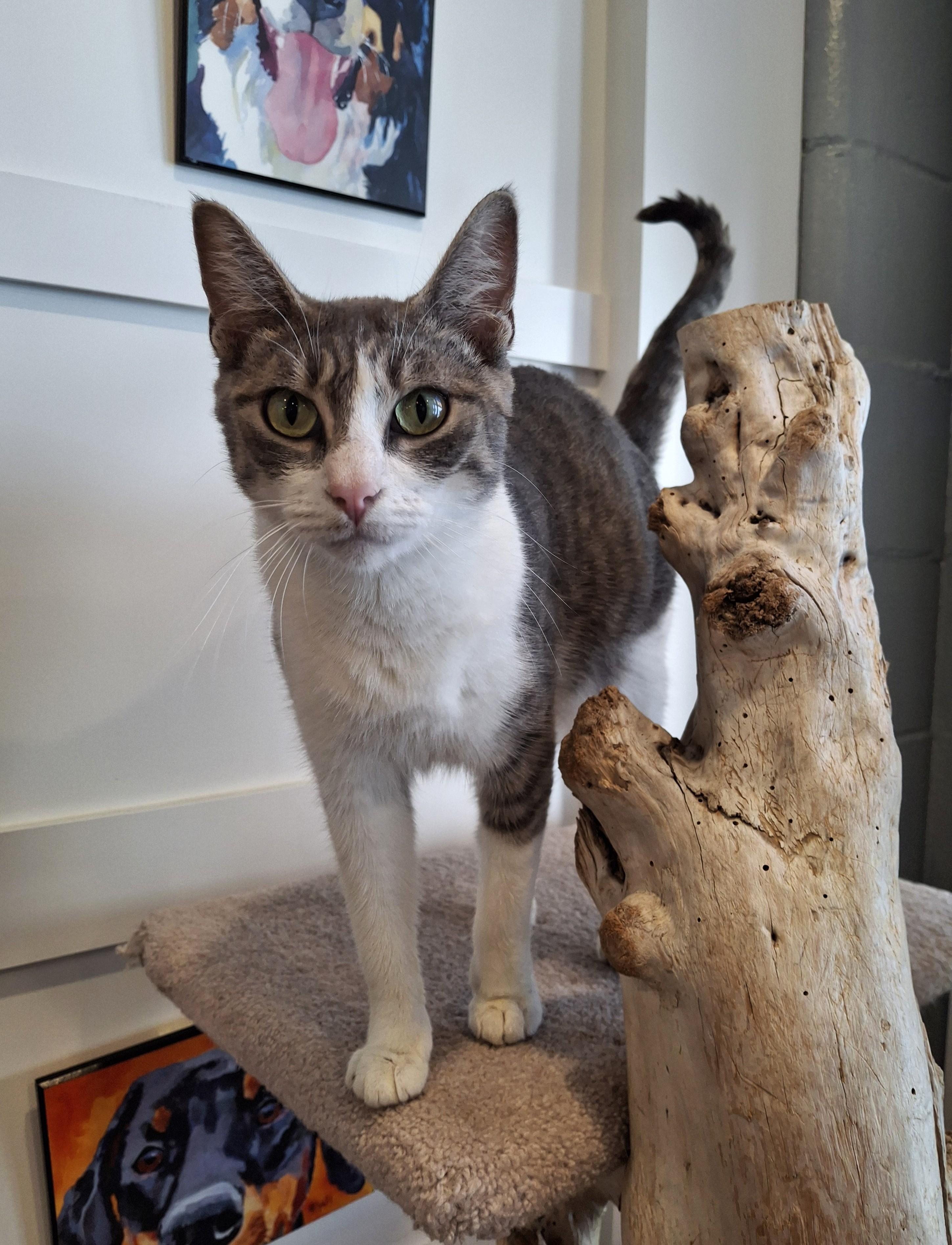 Enlarge Fresca, a Adoptable Domestic Short Hair in Victoria, BC image 3/3