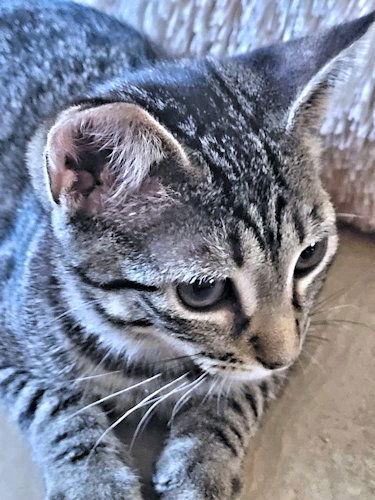 Almond Joy, Adoptable, Kitten Female Tabby.