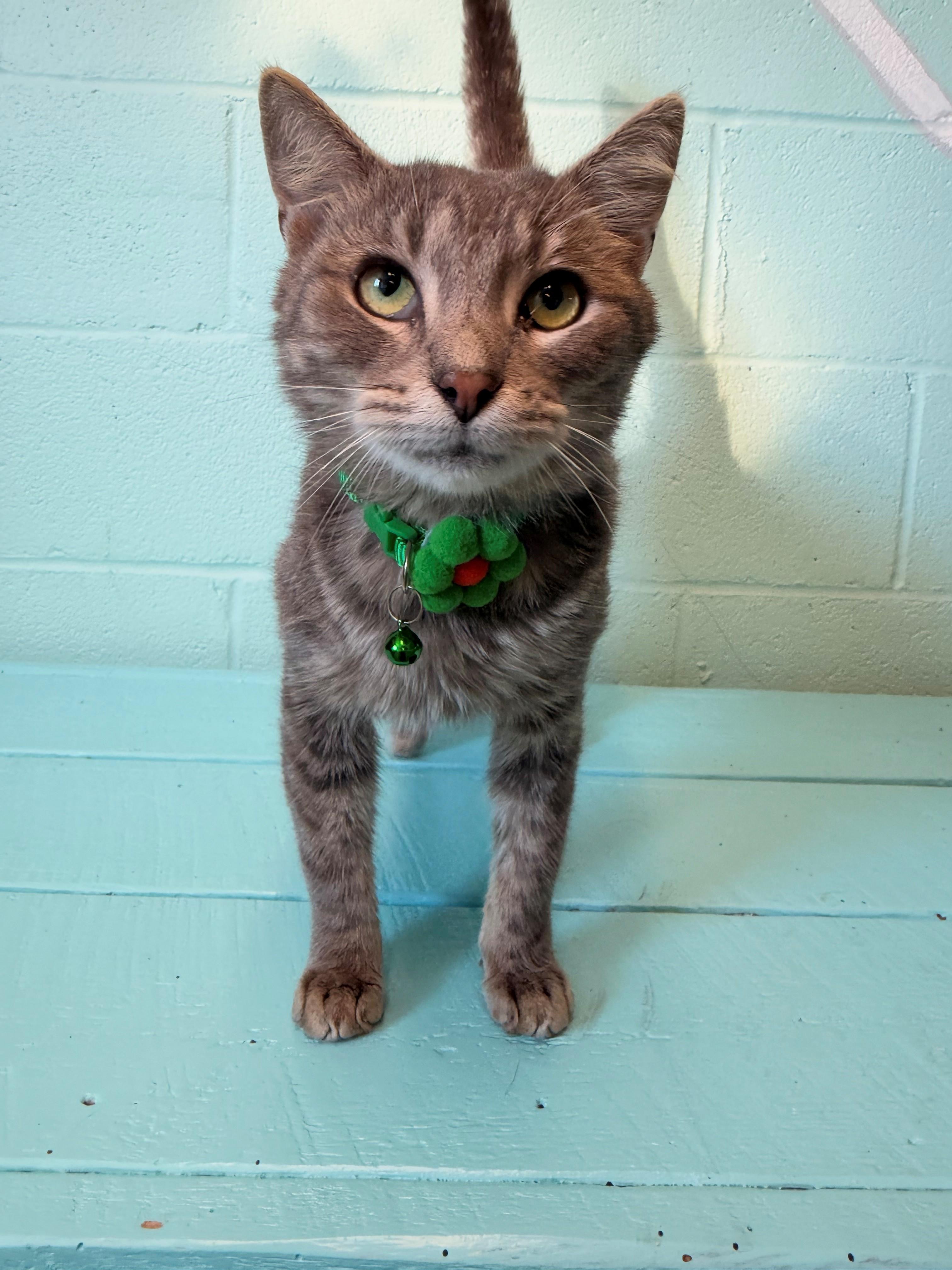 Ivysaur, Adoptable, Adult Male Domestic Short Hair.