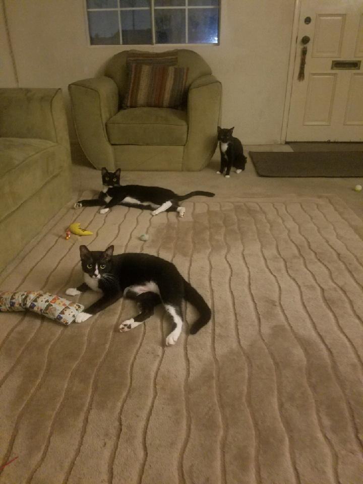 Peach, Adoptable, Young Male Tuxedo & Domestic Short Hair.