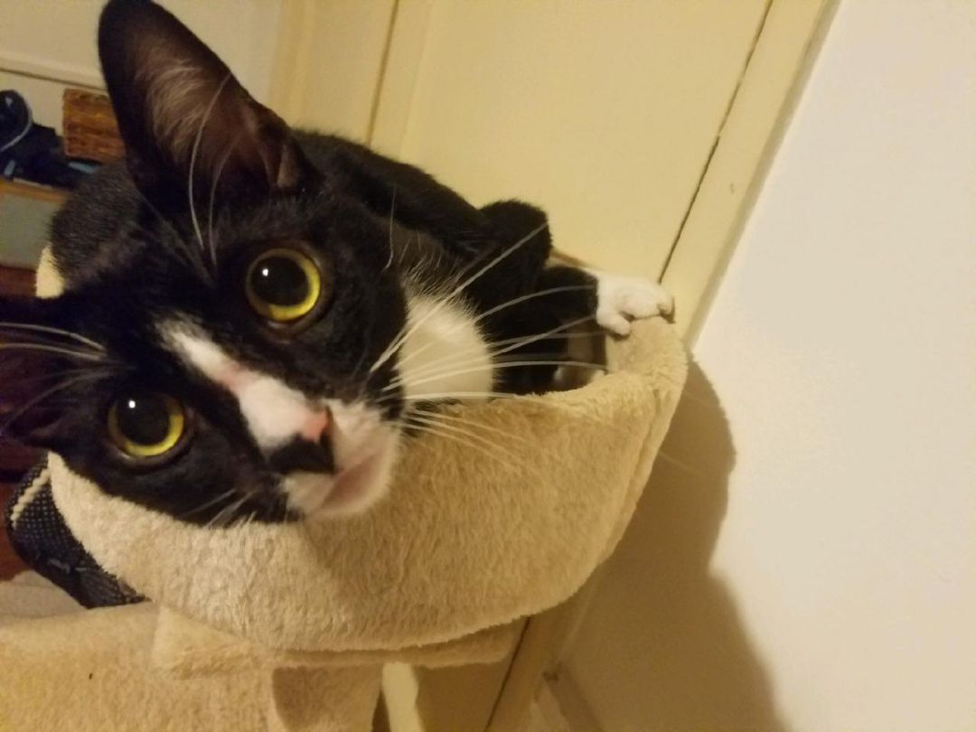 Enlarge Peach, a Adoptable mixed breed in Rancho Palos Verdes, CA image 2/4