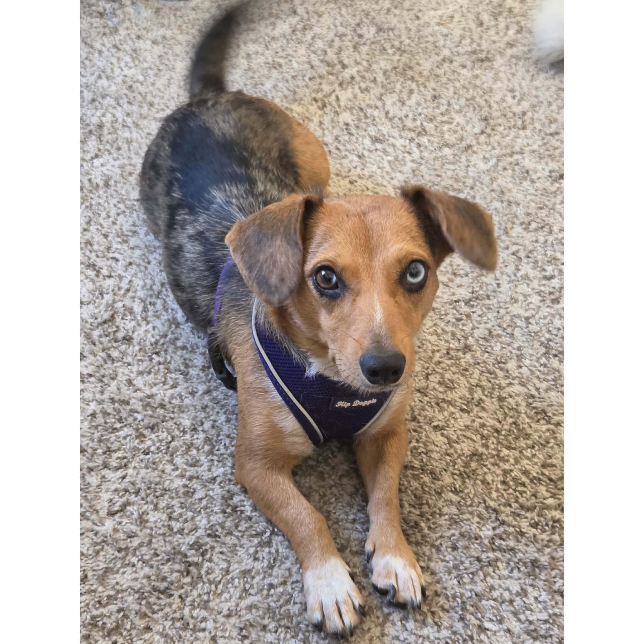 Cotton, Adoptable, Young Female Dachshund & Beagle.