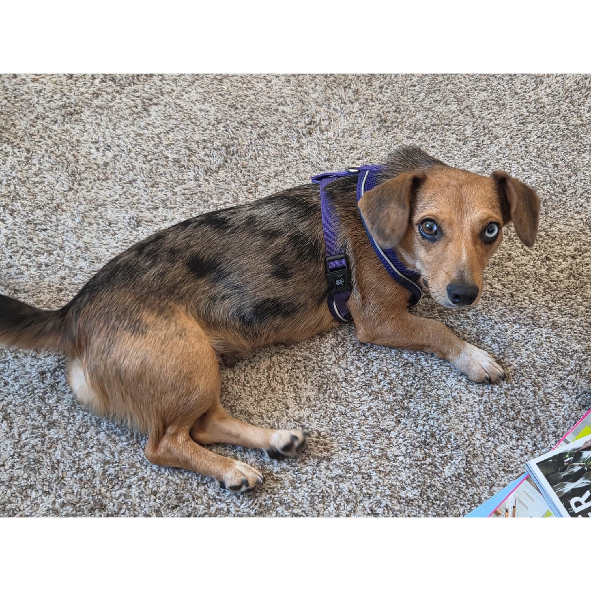 Enlarge Cotton, a Adopted mixed breed in Boulder, CO image 2/6