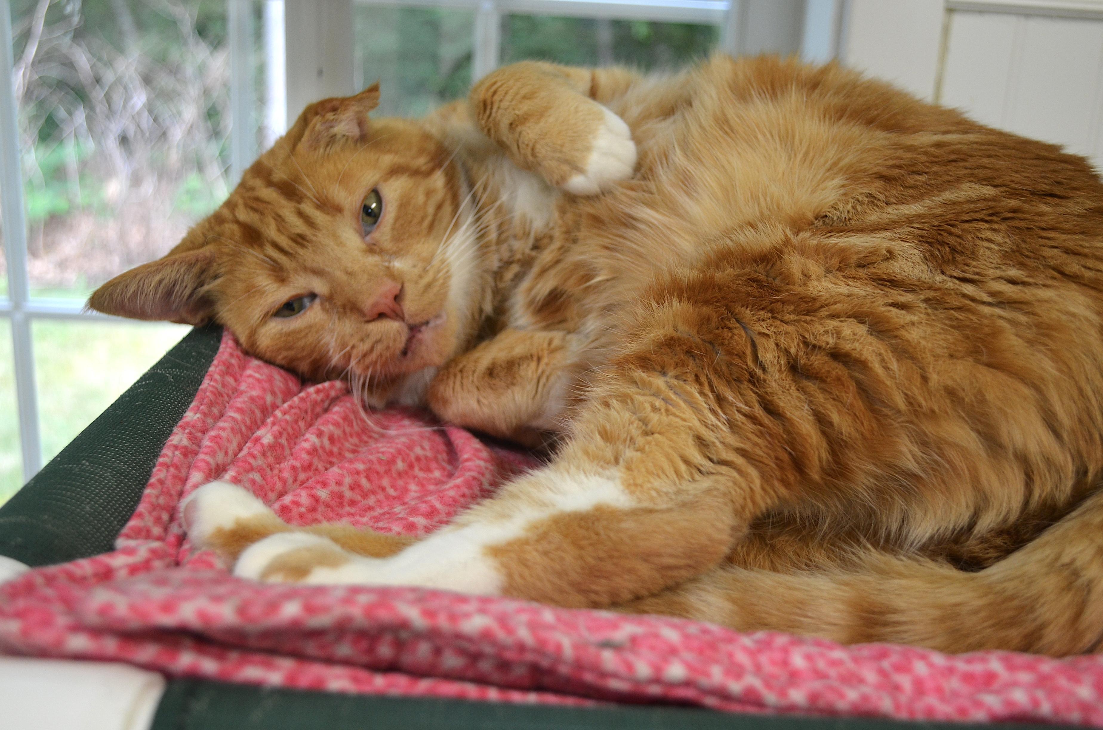 Charlie, a ADOPTABLE Domestic Short Hair in Westbrook, CT image 1/6