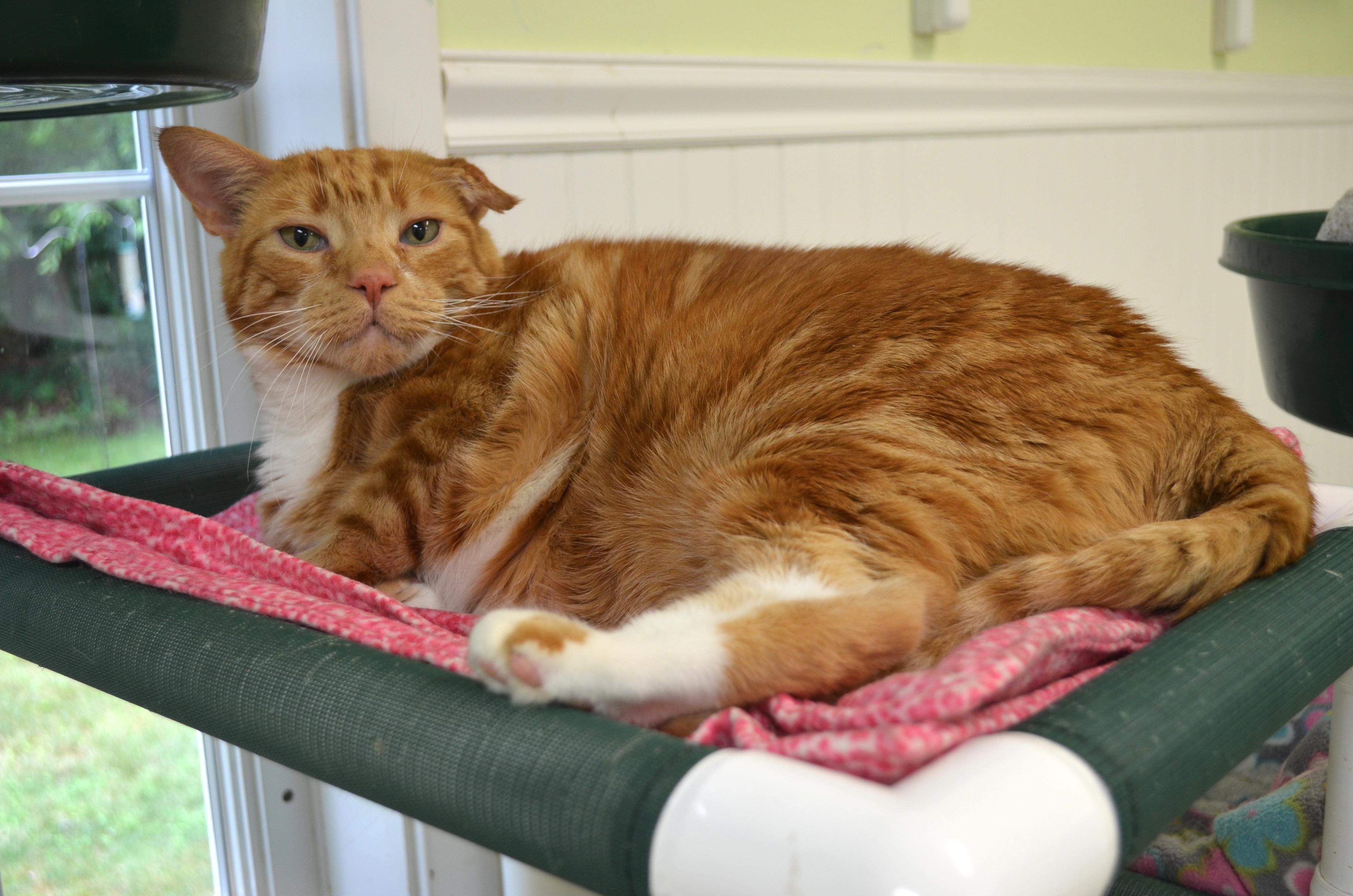 Charlie, a ADOPTABLE Domestic Short Hair in Westbrook, CT image 2/6
