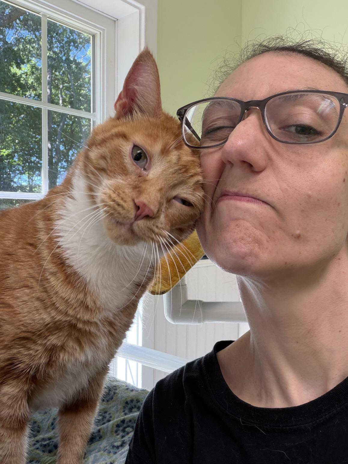 Charlie, a ADOPTABLE Domestic Short Hair in Westbrook, CT image 4/6