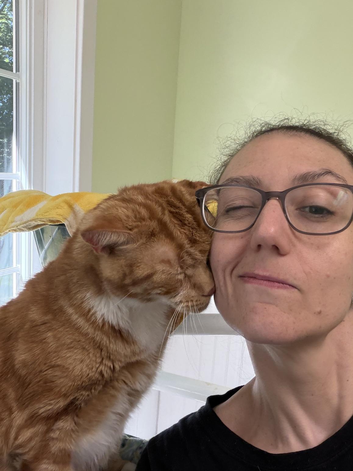 Charlie, a ADOPTABLE Domestic Short Hair in Westbrook, CT image 5/6