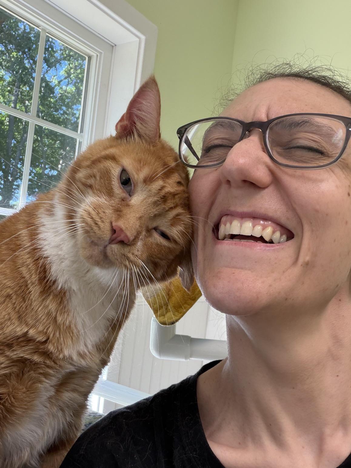 Charlie, a ADOPTABLE Domestic Short Hair in Westbrook, CT image 6/6