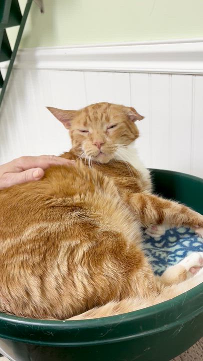Enlarge Charlie, a ADOPTABLE Domestic Short Hair in Westbrook, CT video 6/6