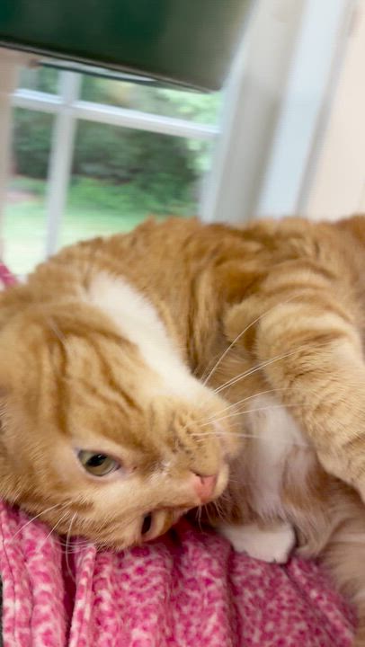 Enlarge Charlie, a ADOPTABLE Domestic Short Hair in Westbrook, CT video 3/6