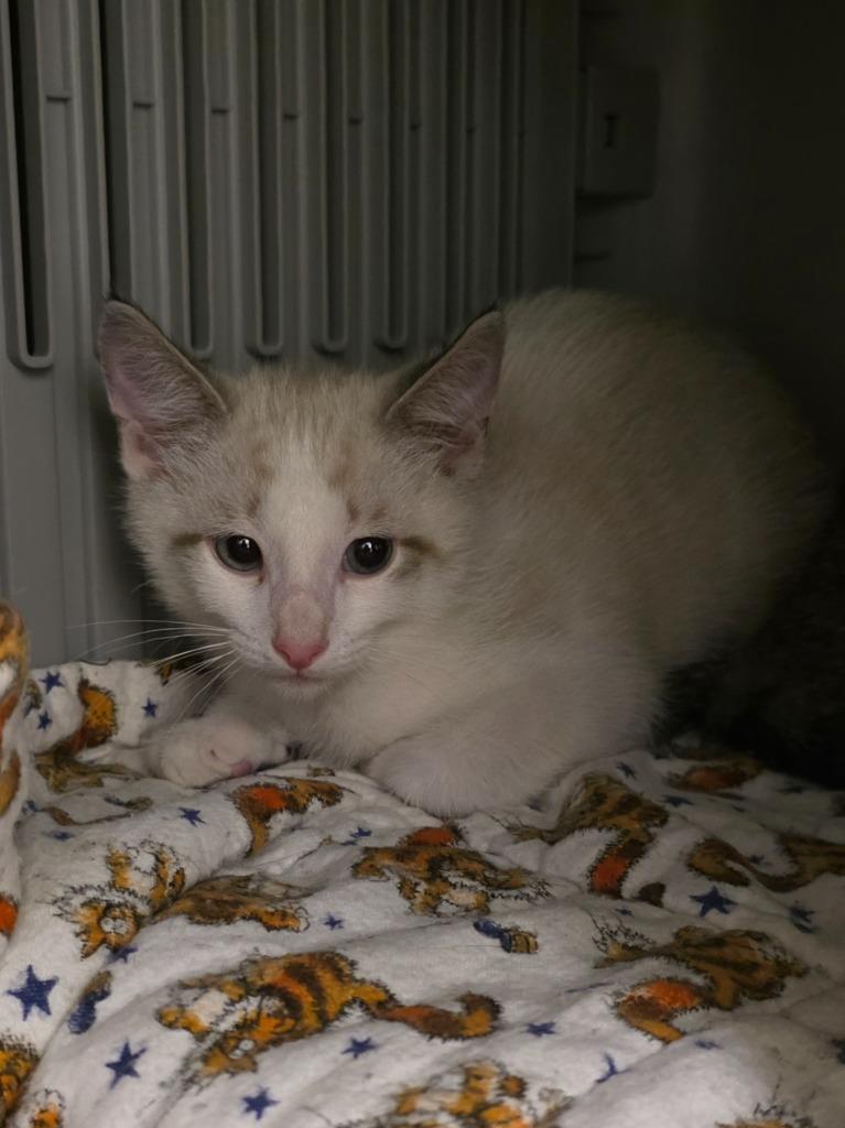Enlarge Simba, a Adoptable mixed breed in Neosho, MO image 1/3