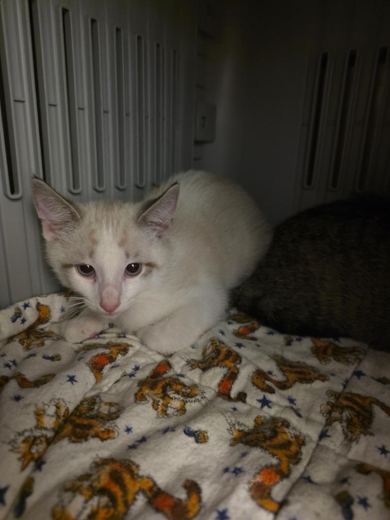 Enlarge Simba, a Adoptable mixed breed in Neosho, MO image 3/3