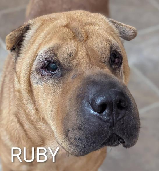 RUBY, Adoptable, Young Female Shar-Pei.