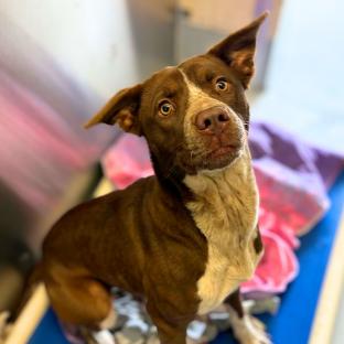 Enlarge Silverbell, a Adoptable mixed breed in Concord, NC image 1/6