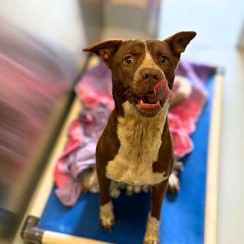 Enlarge Silverbell, a Adoptable mixed breed in Concord, NC image 2/6