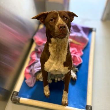 Enlarge Silverbell, a Adoptable mixed breed in Concord, NC image 3/6