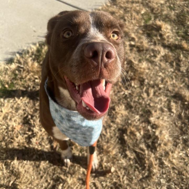 Enlarge Silverbell, a Adoptable mixed breed in Concord, NC image 4/6