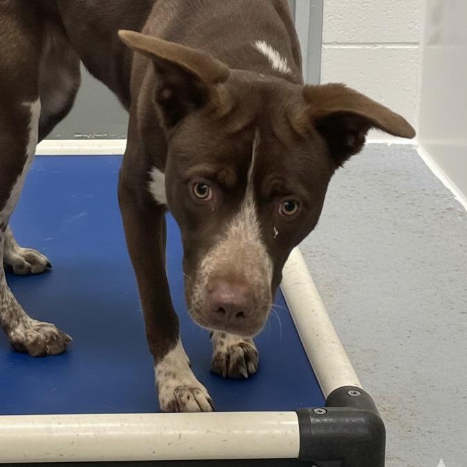 Enlarge Silverbell, a Adoptable mixed breed in Concord, NC image 5/6