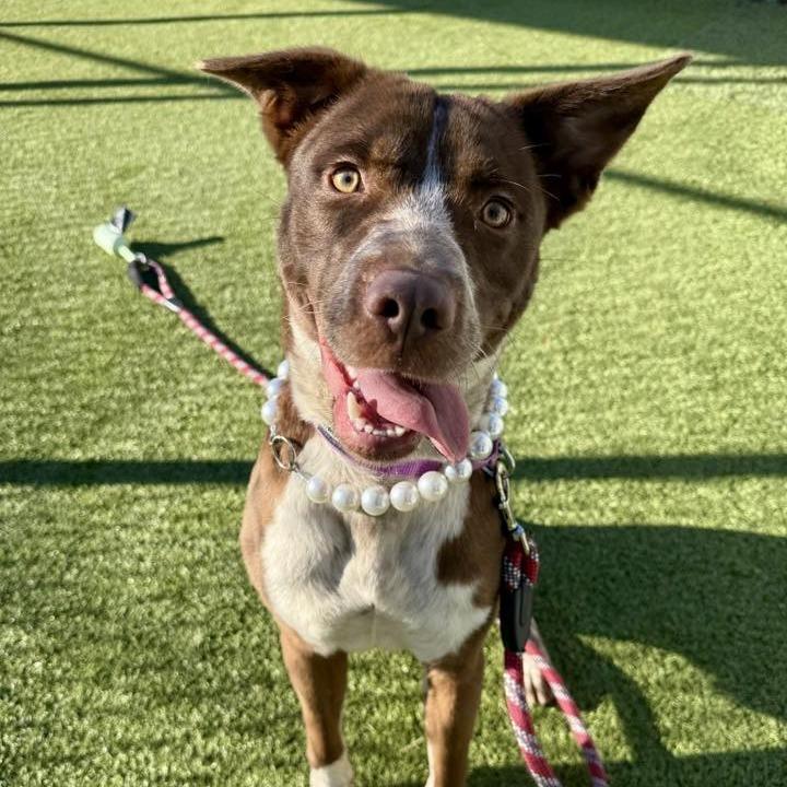 Enlarge Silverbell, a Adoptable mixed breed in Concord, NC image 6/6