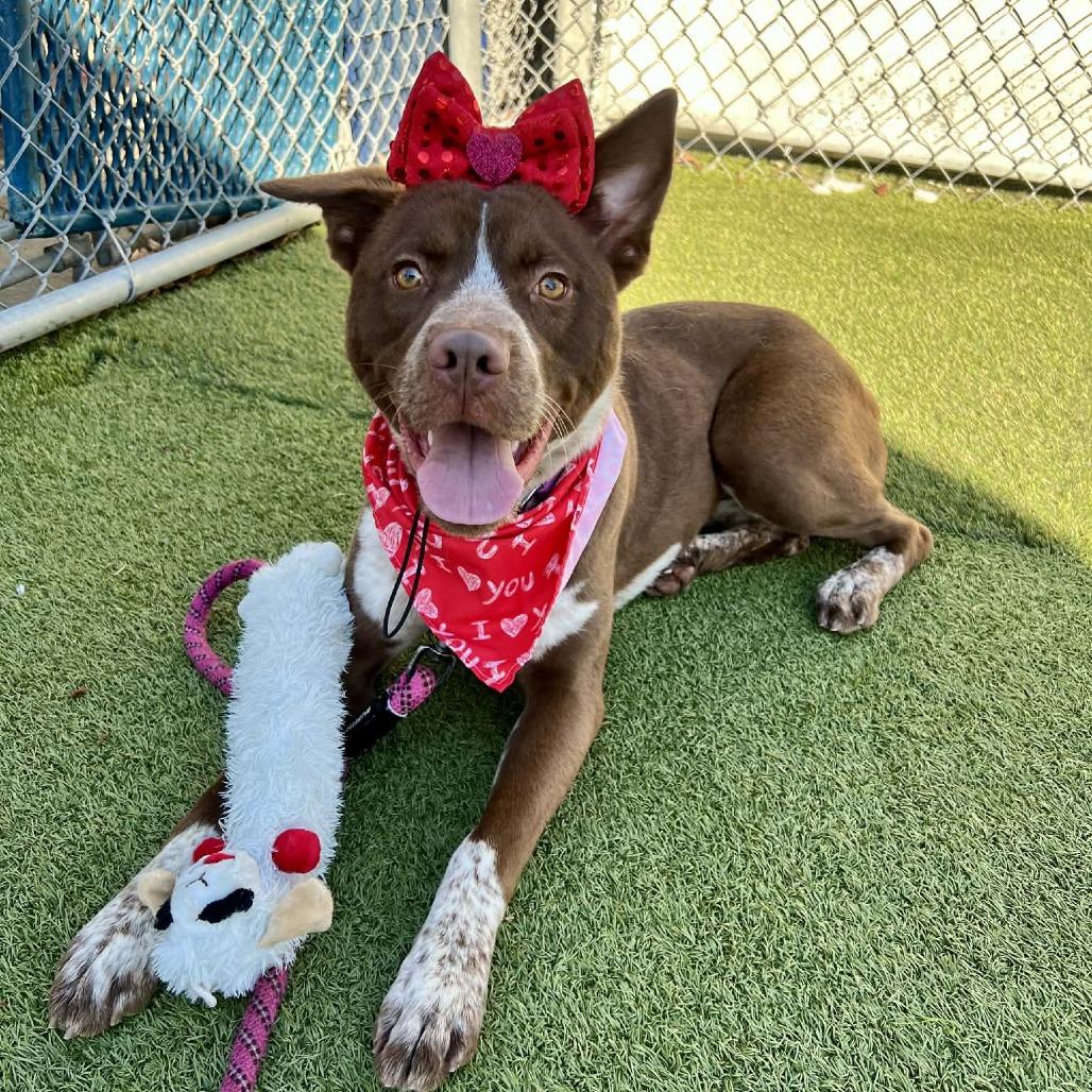 Silverbell thumbnail 6