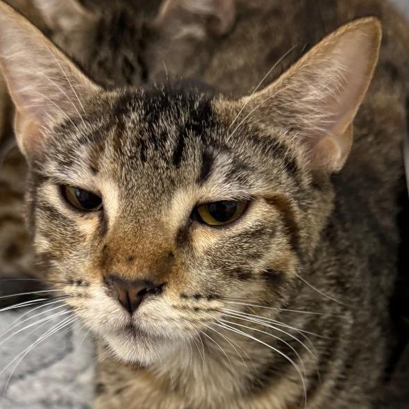 Thorn, Adoptable, Young Female Domestic Short Hair.