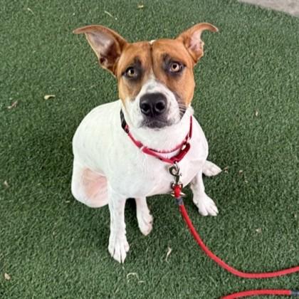 Enlarge Boo, a Adoptable mixed breed in Dallas, TX image 4/4