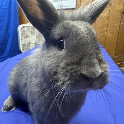 Thing 1, Adoptable, Young Male Lionhead & Lop Eared.
