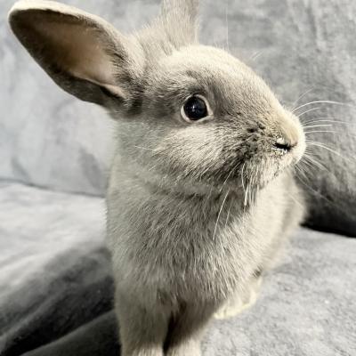 Enlarge Thing 1, a Adoptable mixed breed in Kalamazoo, MI image 2/5