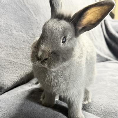 Enlarge Thing 1, a Adoptable mixed breed in Kalamazoo, MI image 4/5