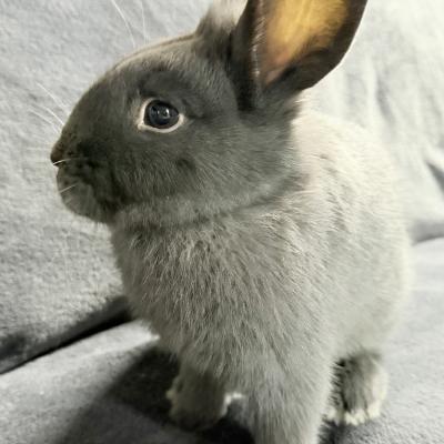 Enlarge Thing 1, a Adoptable mixed breed in Kalamazoo, MI image 5/5