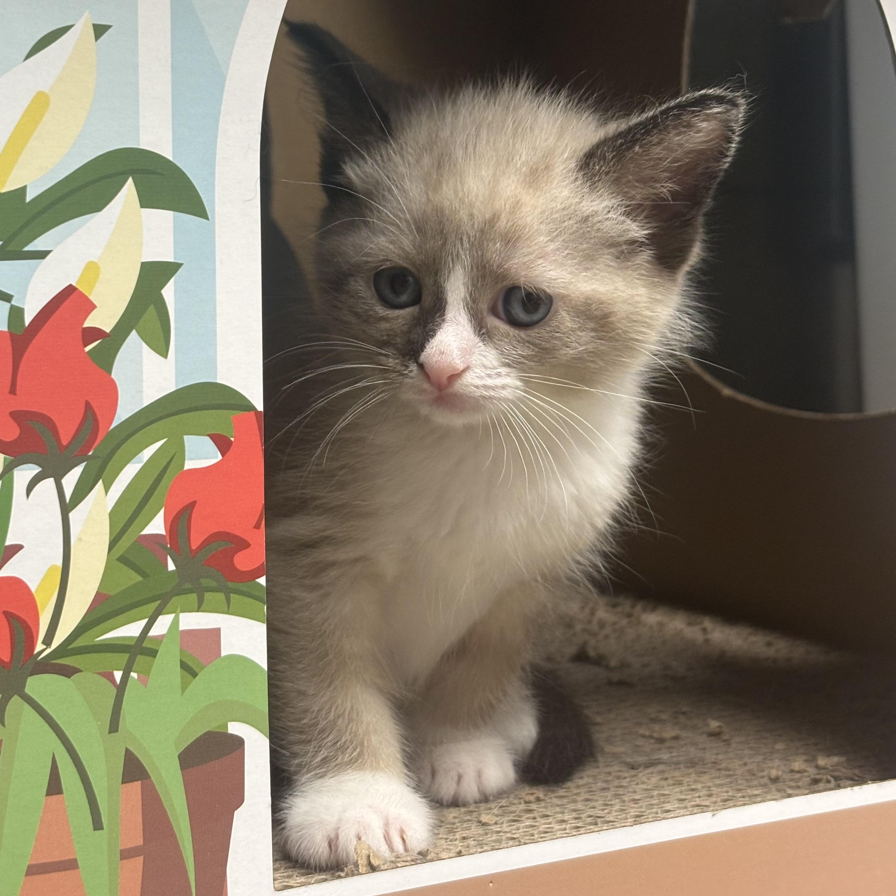 Nolan, ADOPTABLE, Kitten Male Siamese.