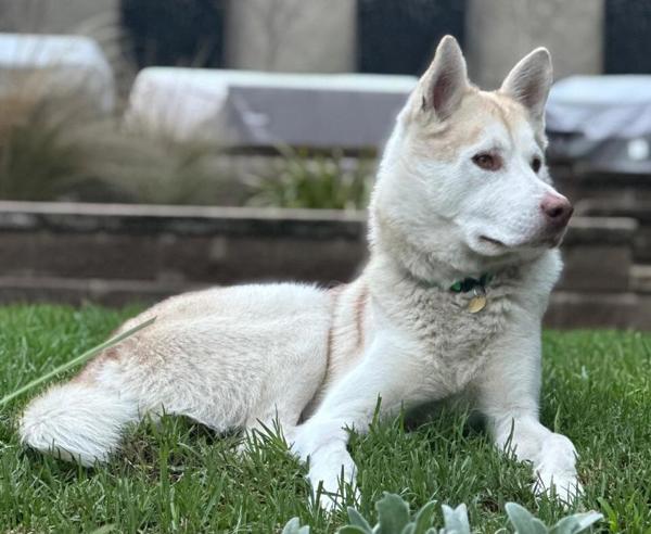 Sugarcane, Adoptable, Adult Male Siberian Husky.