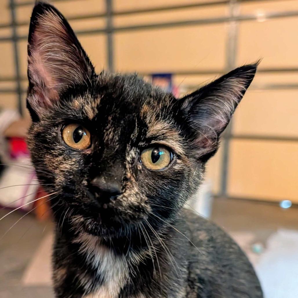 Splash, Adoptable, Young Female Domestic Short Hair.