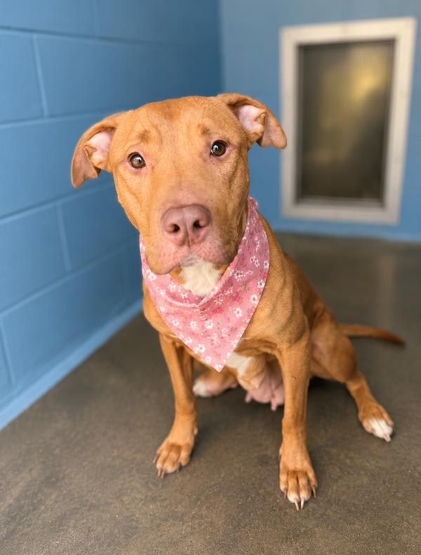 Kylie, Adoptable, Adult Female Labrador Retriever.