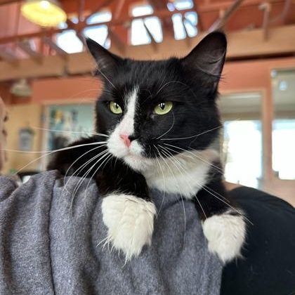 BIANCA, adopted, Young Female Domestic Medium Hair.