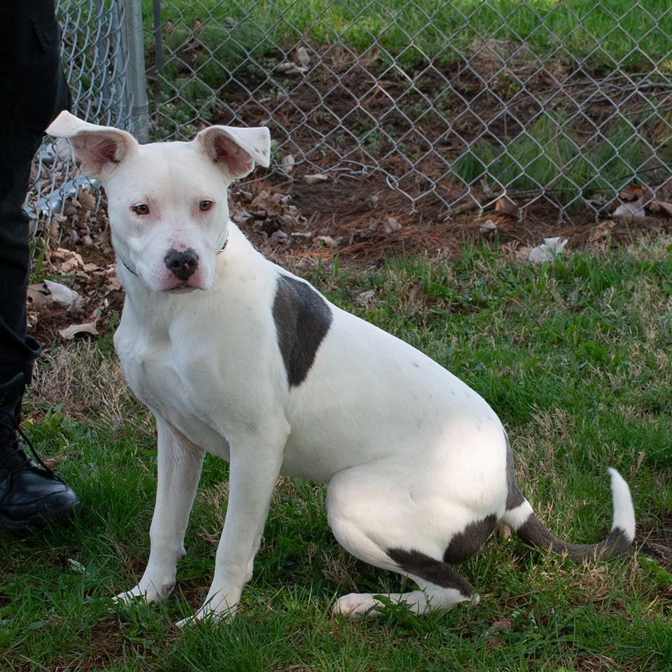 Enlarge Specter, a Adoptable Pit Bull Terrier in Troy, OH image 1/3